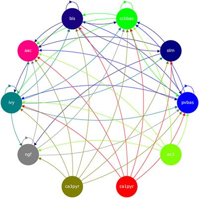 Phase relations of interneuronal activity relative to theta rhythm